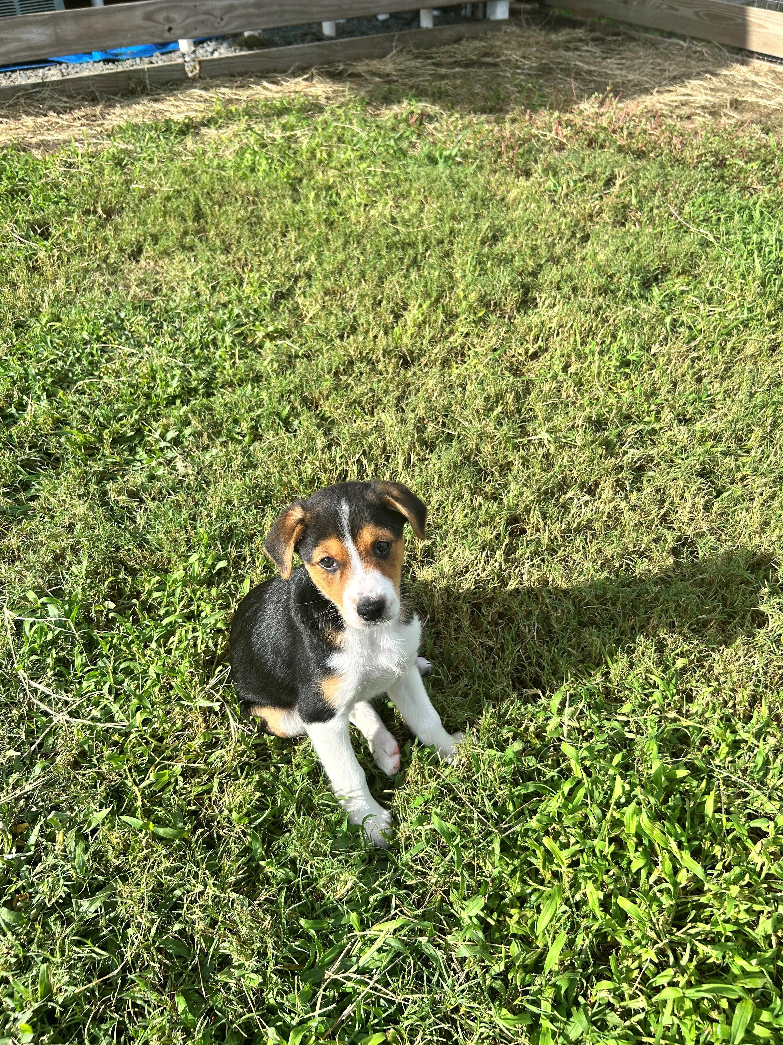 Libby, Adopted, Puppy Female Australian Shepherd & Australian Cattle Dog / Blue Heeler.
