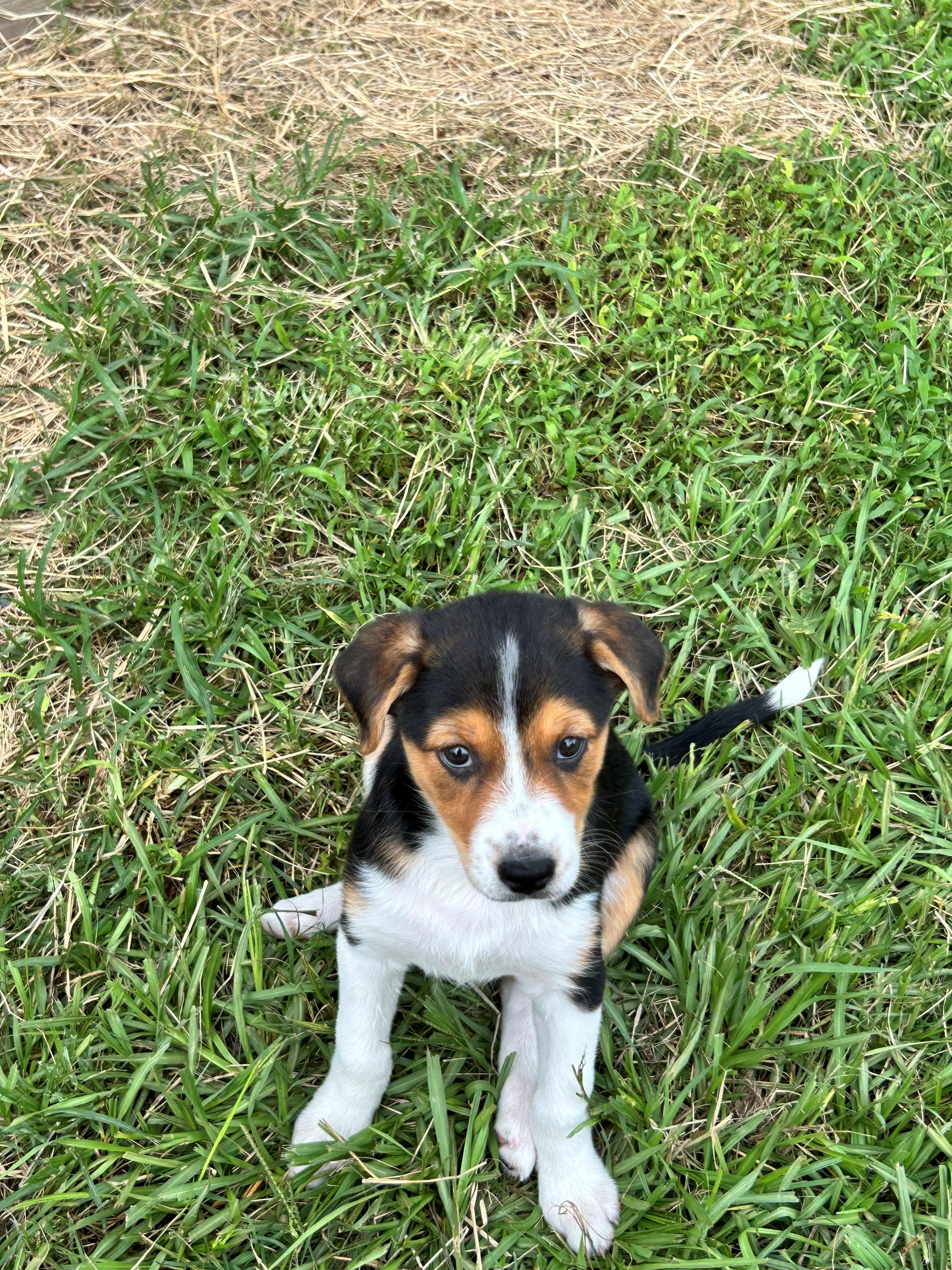 Enlarge Libby, a Adopted mixed breed in Zephyrhills, FL image 2/3