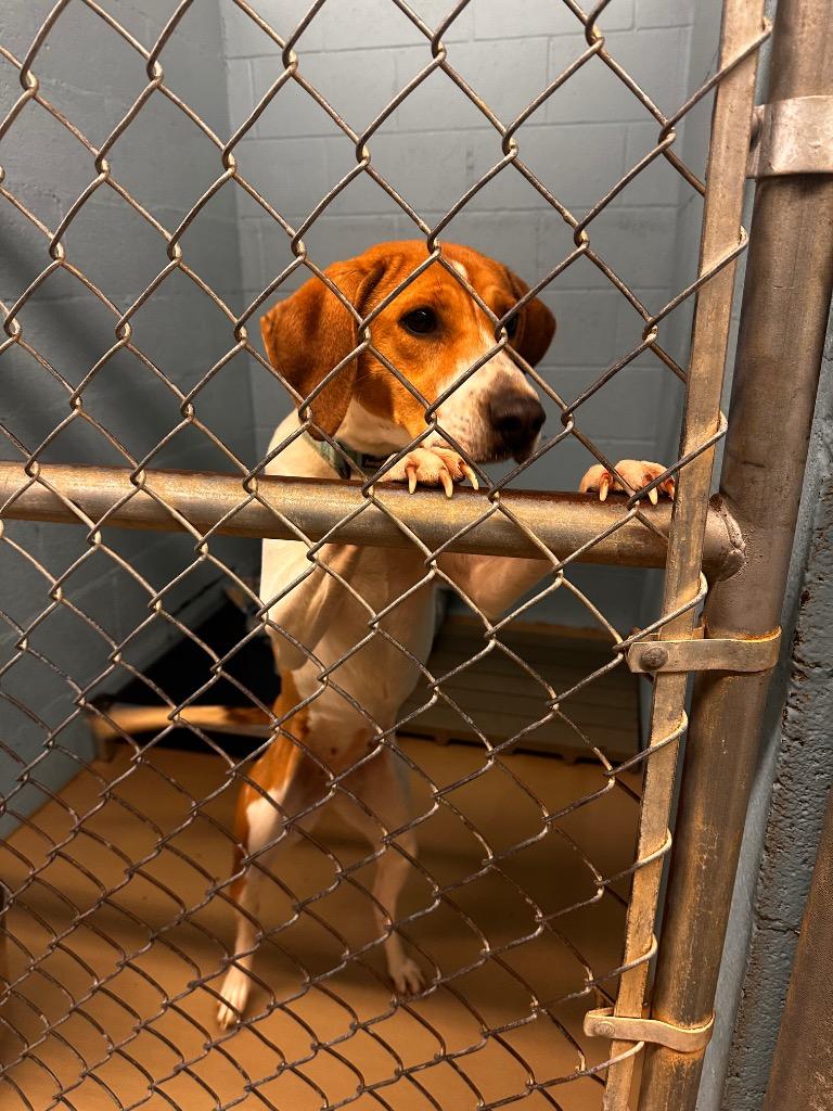 Enlarge Peach, a Adoptable mixed breed in Blountville, TN image 1/1