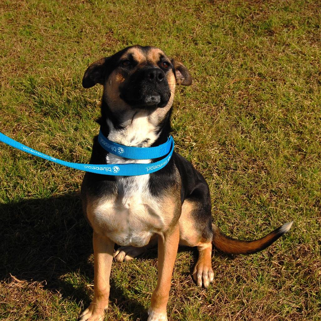 Bailey, Adoptable, Young Female Hound & Mixed Breed.