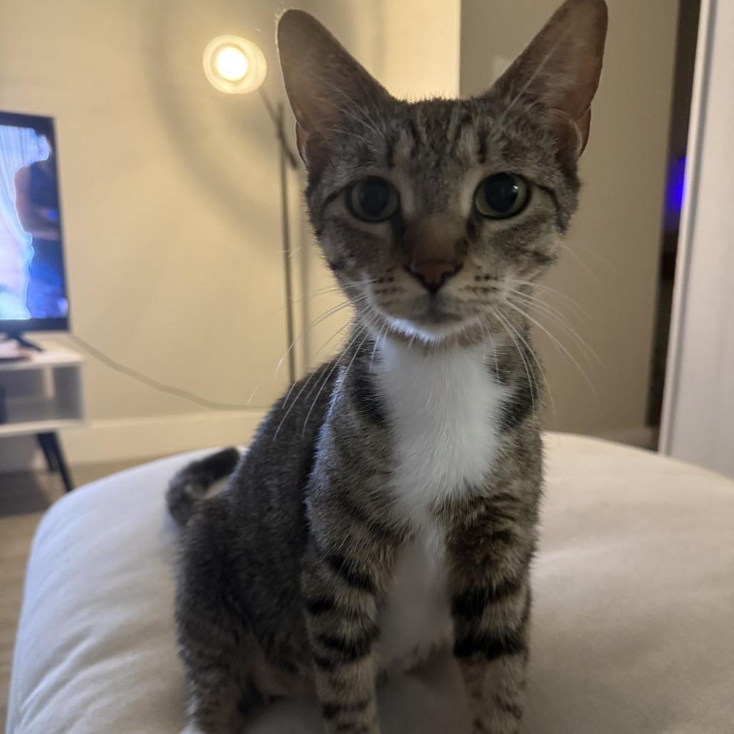 Millie, Adoptable, Young Female Domestic Short Hair.