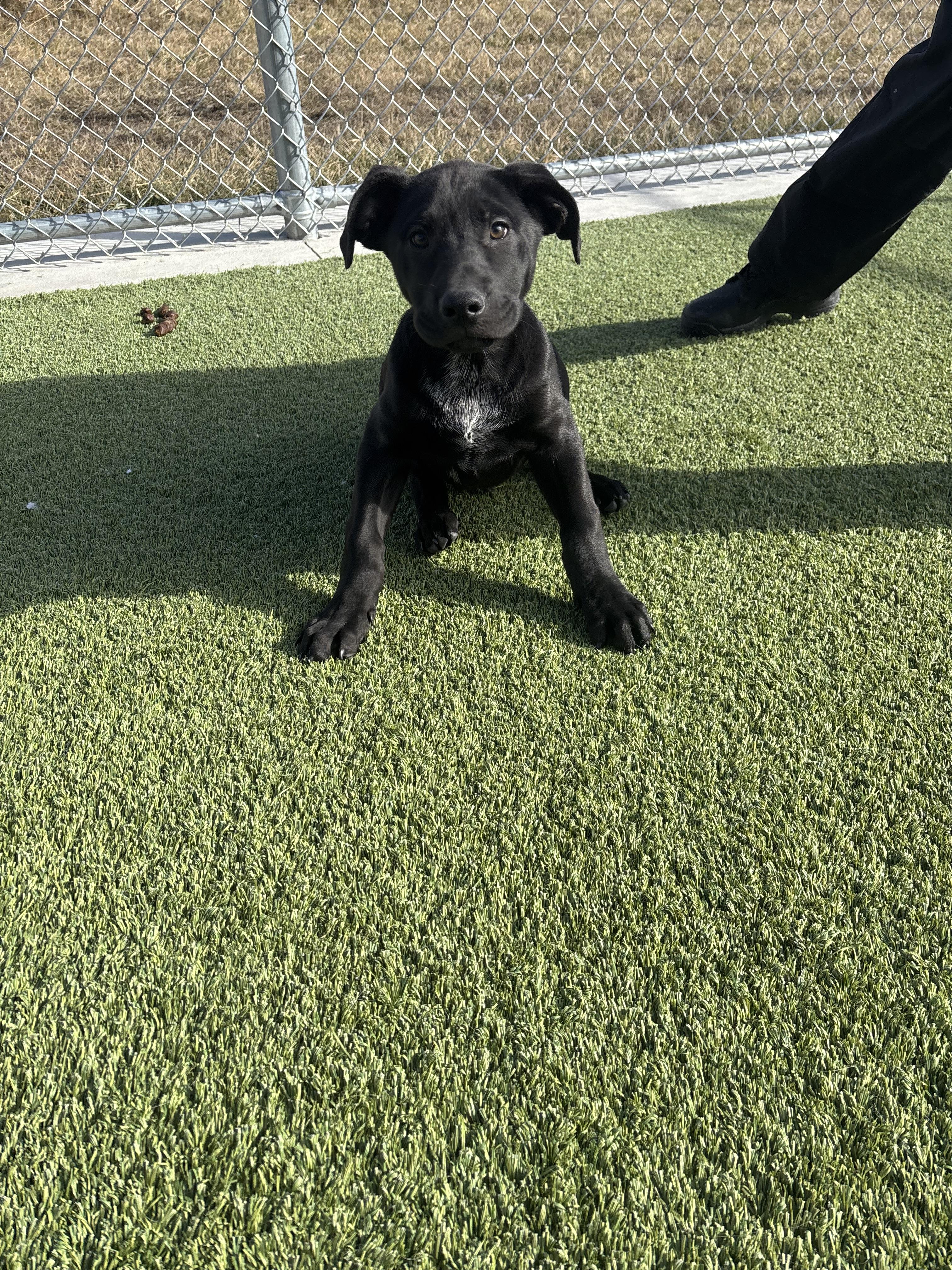 Enlarge Tuffnut, a Adoptable mixed breed in Liberty, MO image 2/3