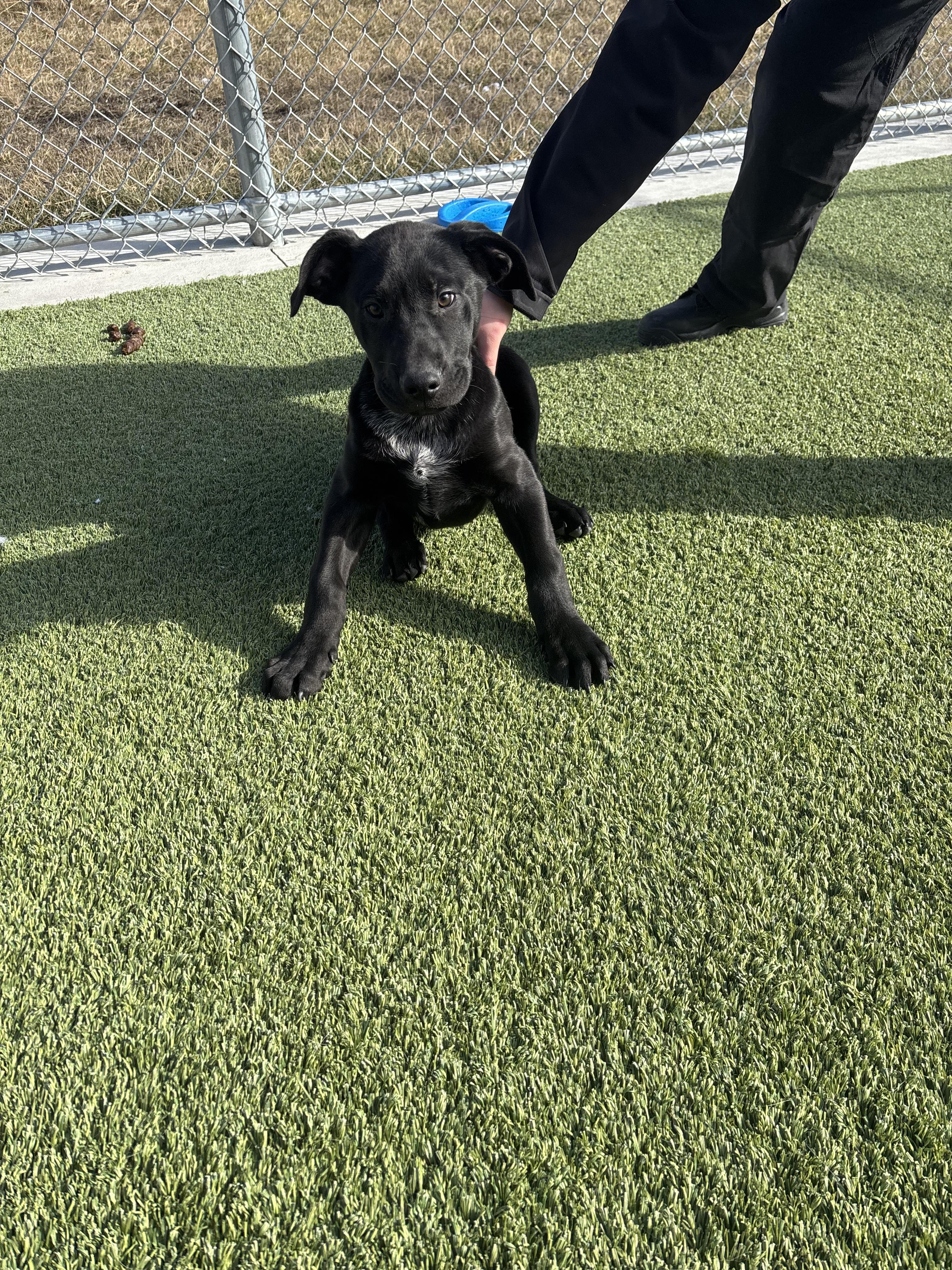Enlarge Tuffnut, a Adoptable mixed breed in Liberty, MO image 3/3