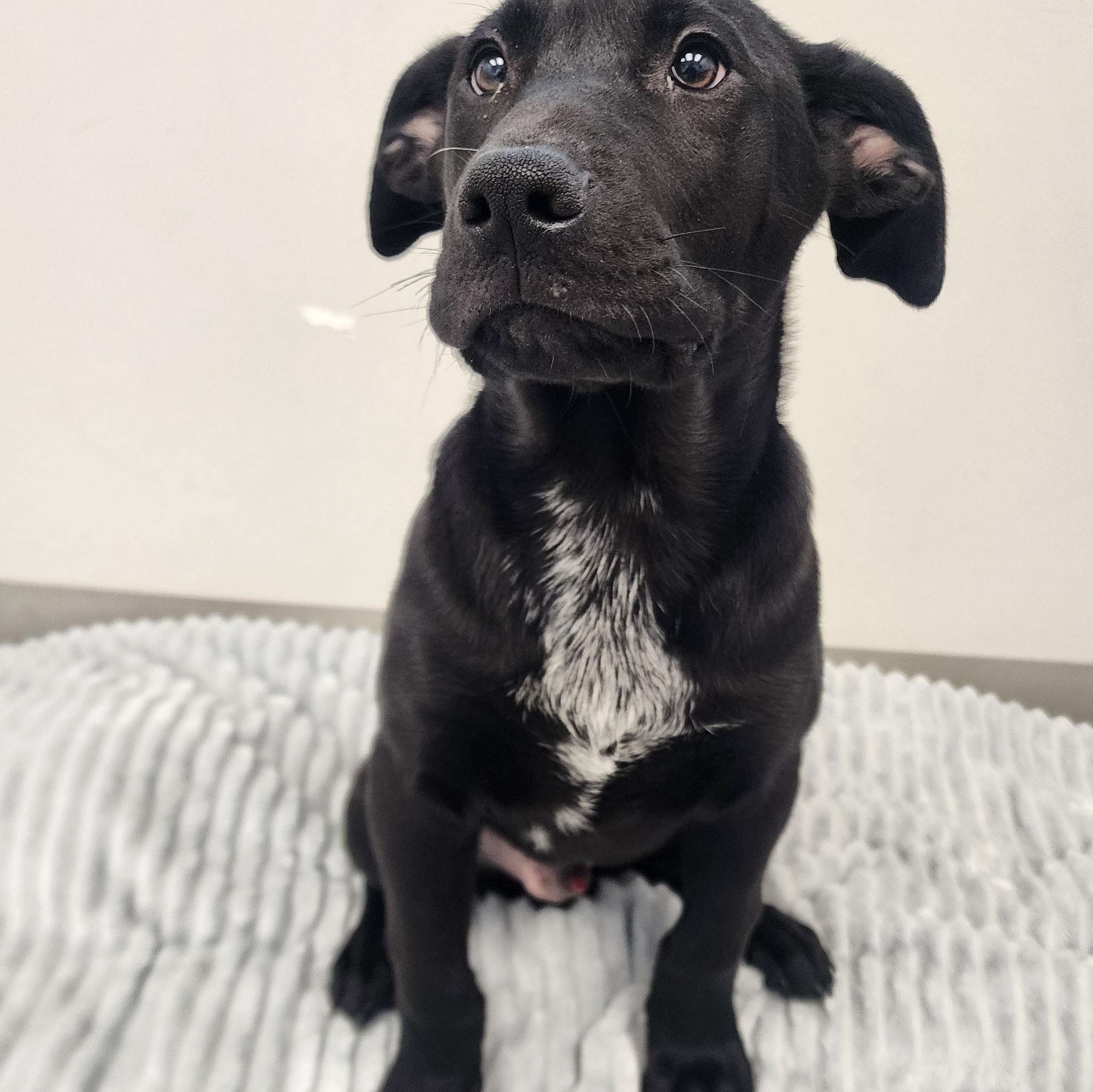 Enlarge Tuffnutt, a Adoptable mixed breed in Liberty, MO image 2/2