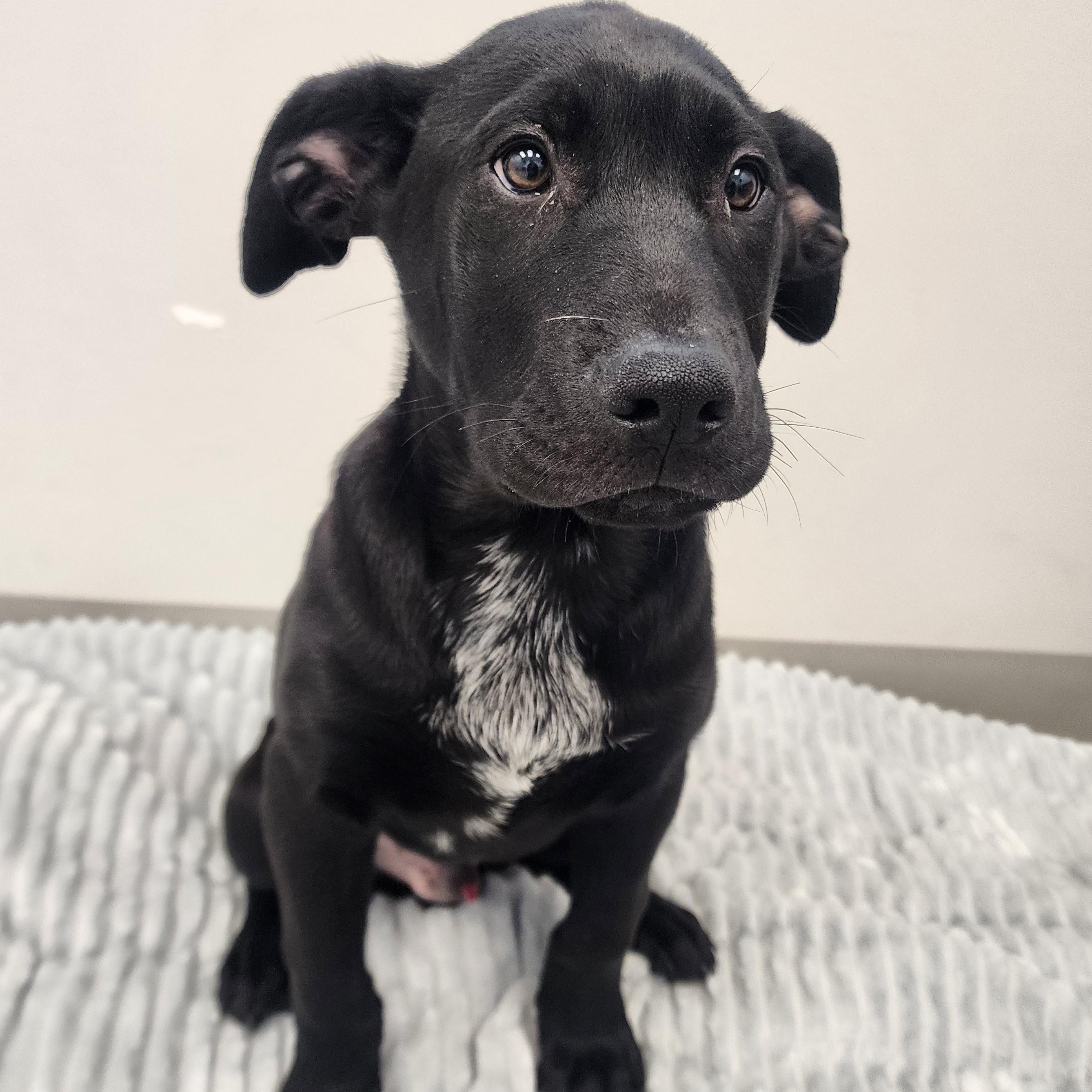 Tuffnutt, Adoptable, Puppy Male Labrador Retriever.