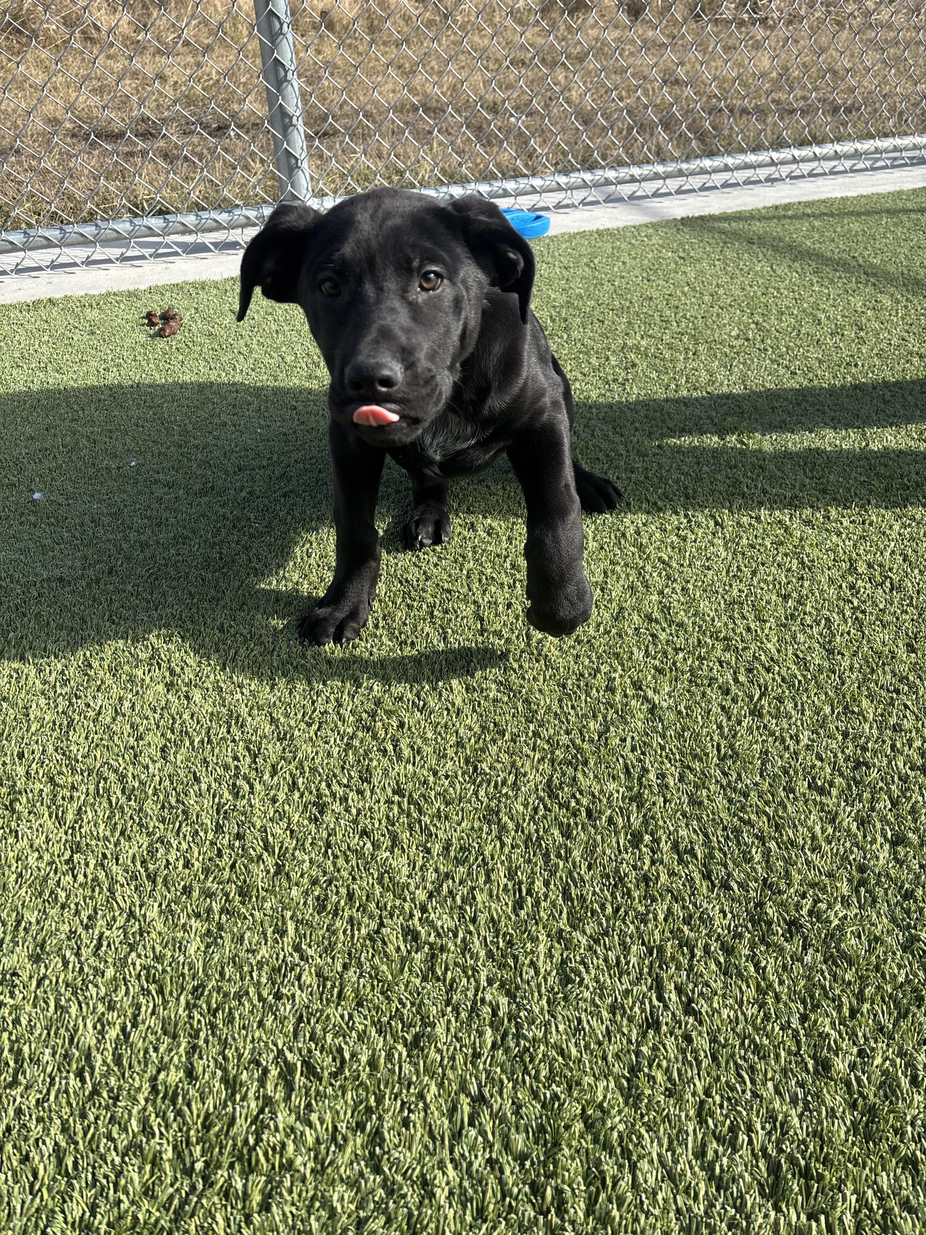 Enlarge Tuffnut, a Adoptable mixed breed in Liberty, MO image 1/3