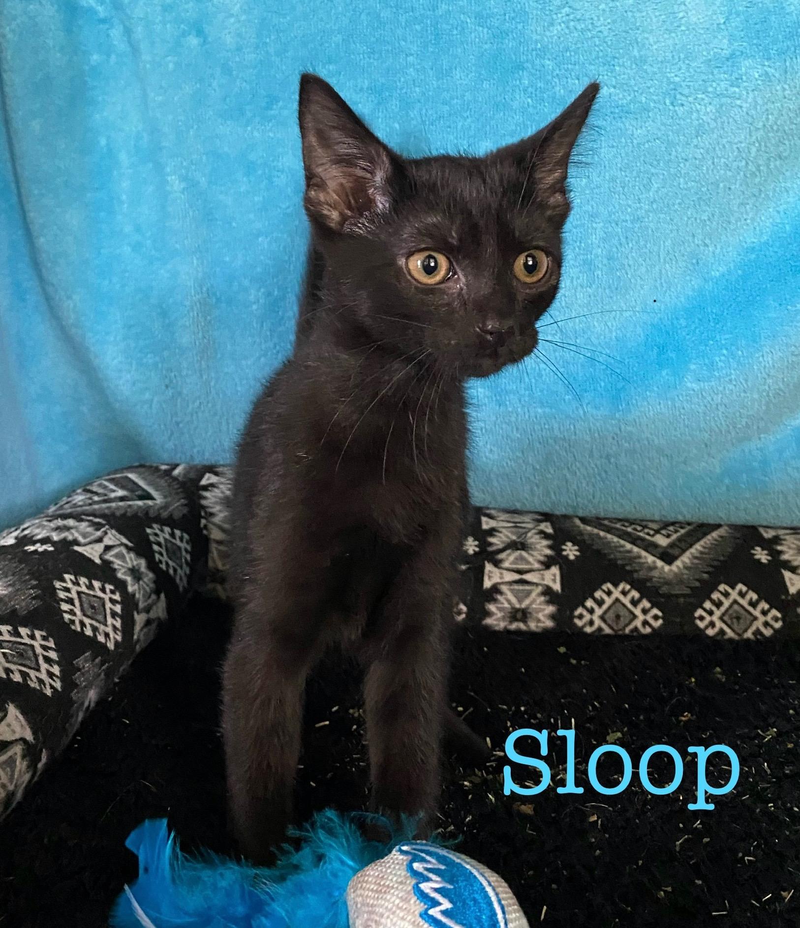 Sloop, Young Male unknown