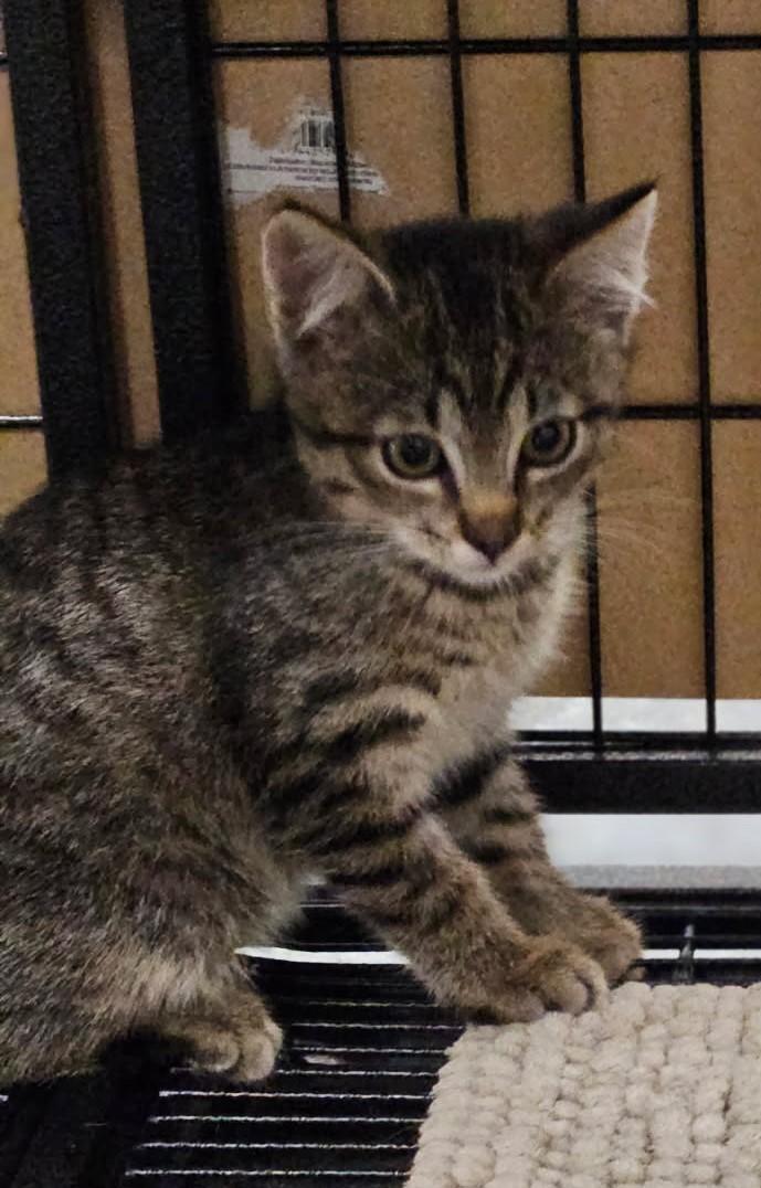 Rafter, Adopted, Kitten Female Domestic Short Hair.