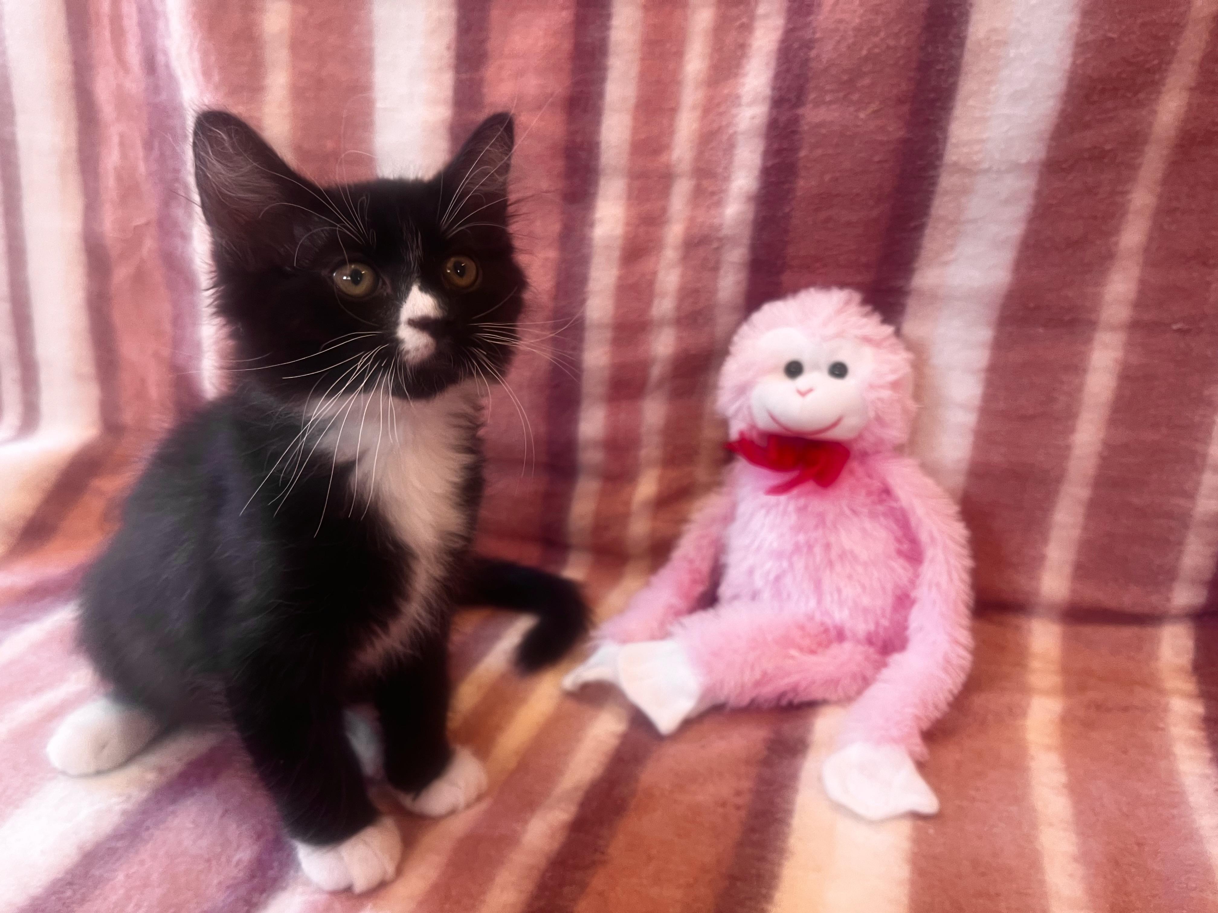 Enlarge Binx, a Adoptable mixed breed in Spring Valley, CA image 2/2