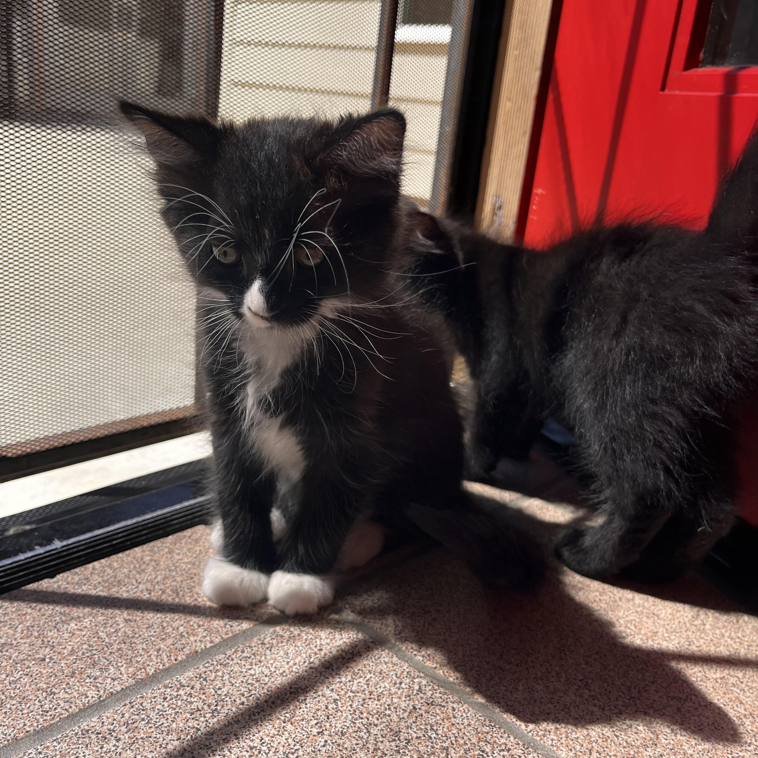 Enlarge Binx, a Adoptable mixed breed in Spring Valley, CA image 1/2