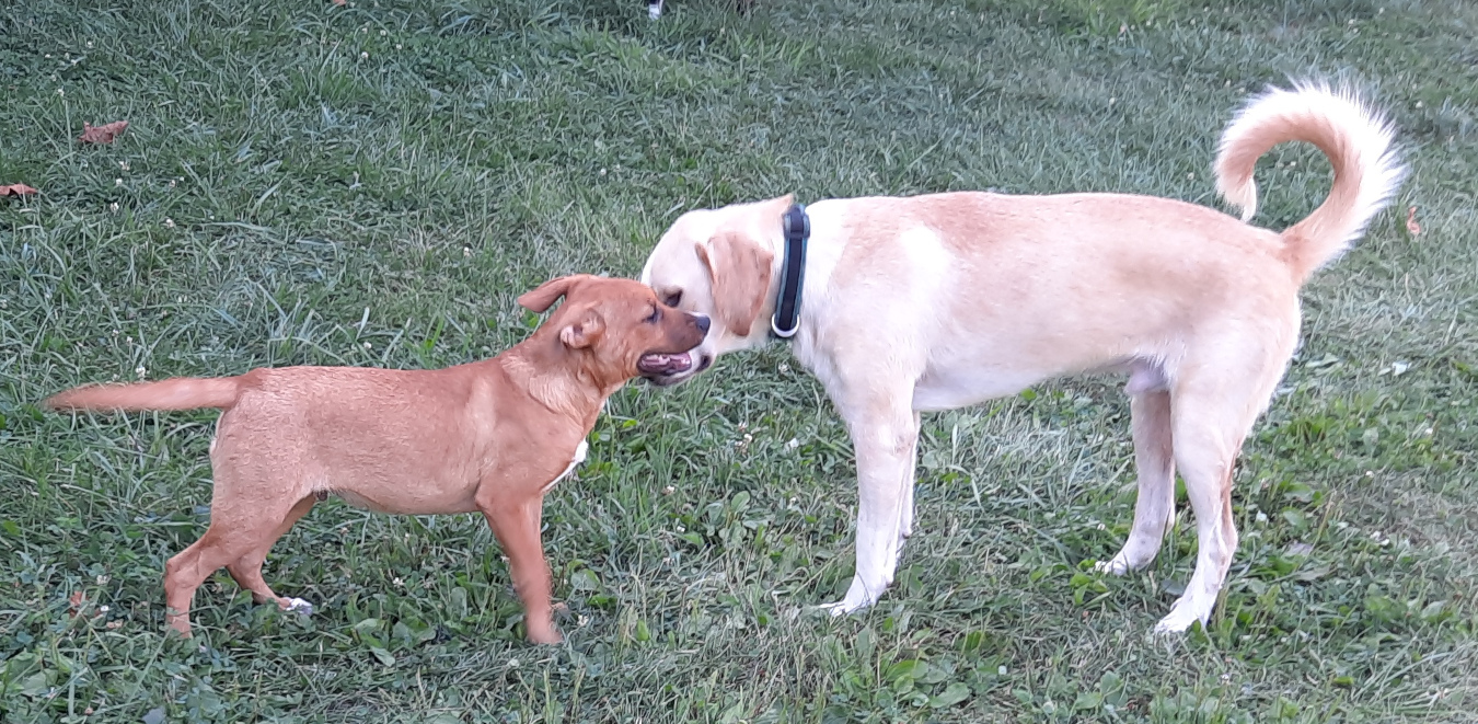 Jasper, Baby Male Labrador Retriever