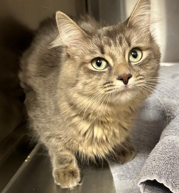 Enlarge Smokey, a ADOPTABLE Domestic Medium Hair in Prudenville, MI image 1/1