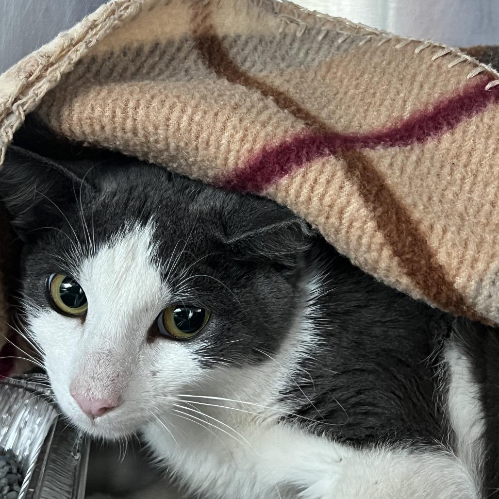 Malibu, a Adoptable Domestic Short Hair in Matteson, IL image 1/6