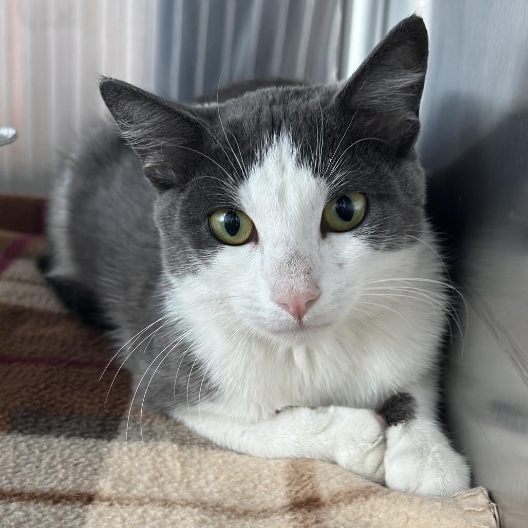 Malibu, a Adoptable Domestic Short Hair in Matteson, IL image 2/6