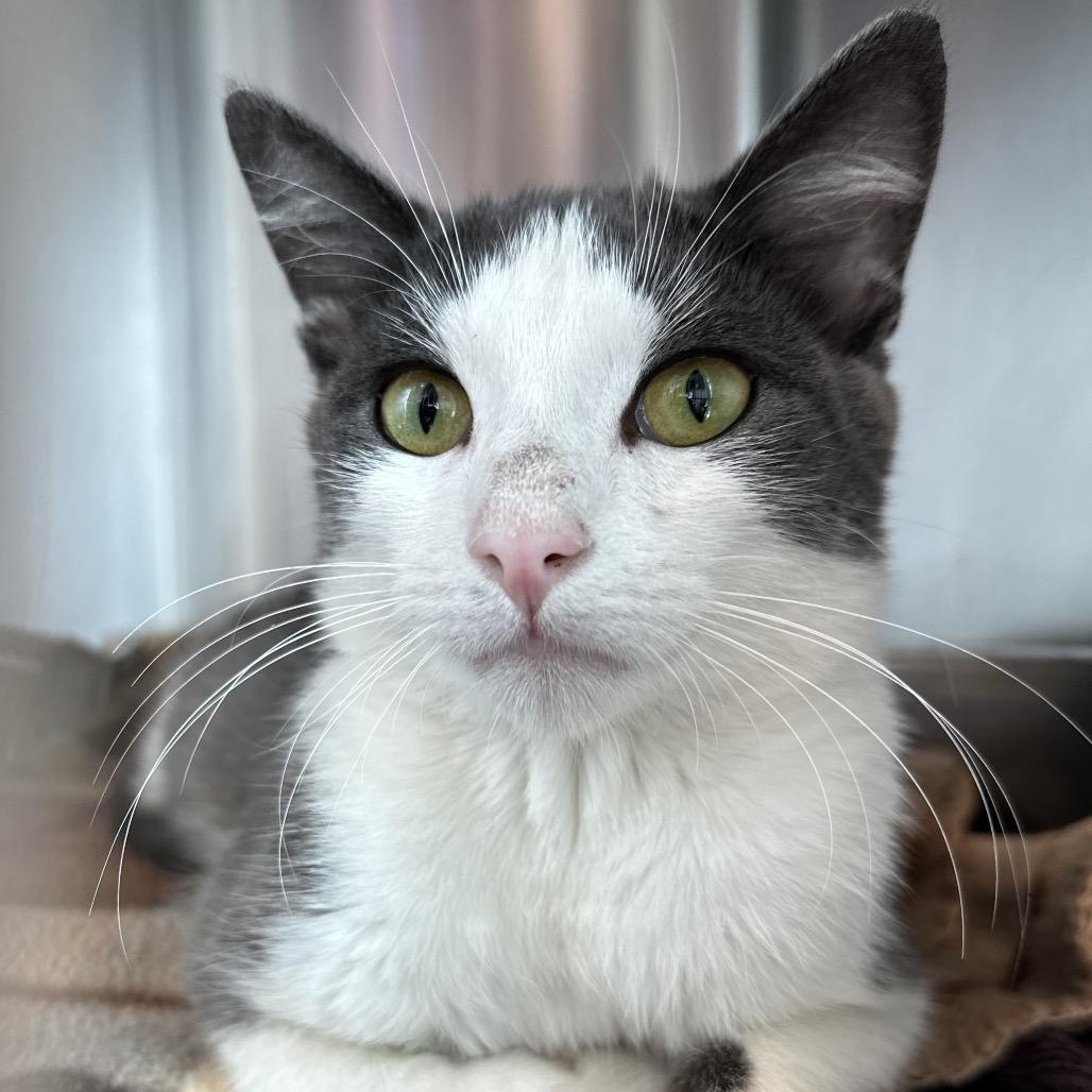 Malibu, a Adoptable Domestic Short Hair in Matteson, IL image 3/6
