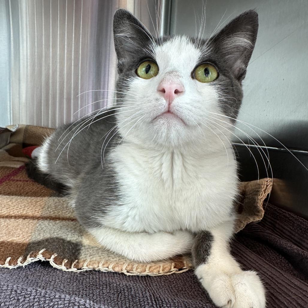 Malibu, a Adoptable Domestic Short Hair in Matteson, IL image 4/6