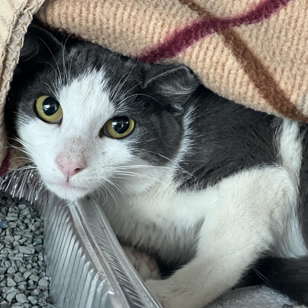 Malibu, a Adoptable Domestic Short Hair in Matteson, IL image 5/6