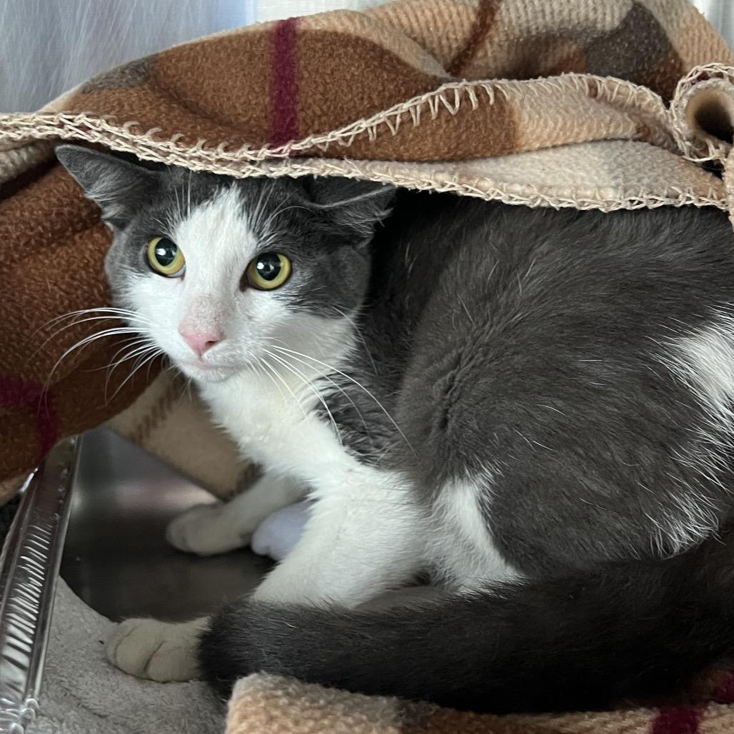 Malibu, a Adoptable Domestic Short Hair in Matteson, IL image 6/6