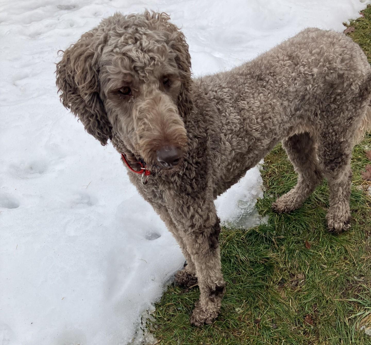 Winnie #9, ADOPTABLE, Adult Female Labradoodle.