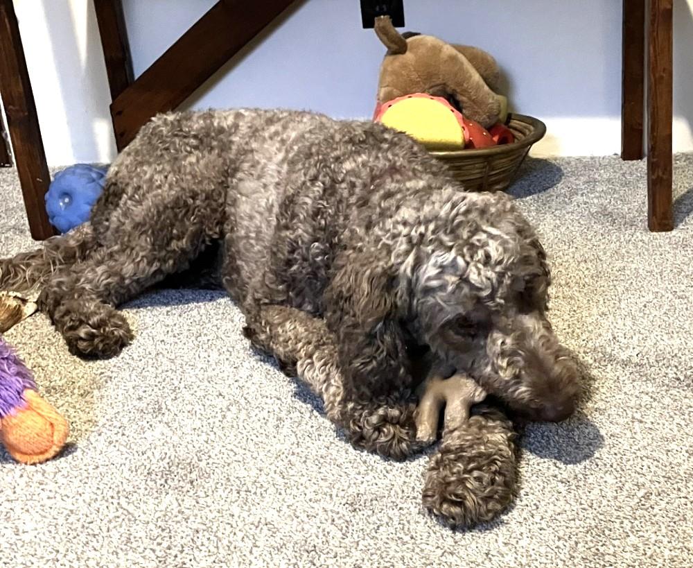 Winnie #9, a ADOPTABLE mixed breed in Killingworth, CT image 2/5