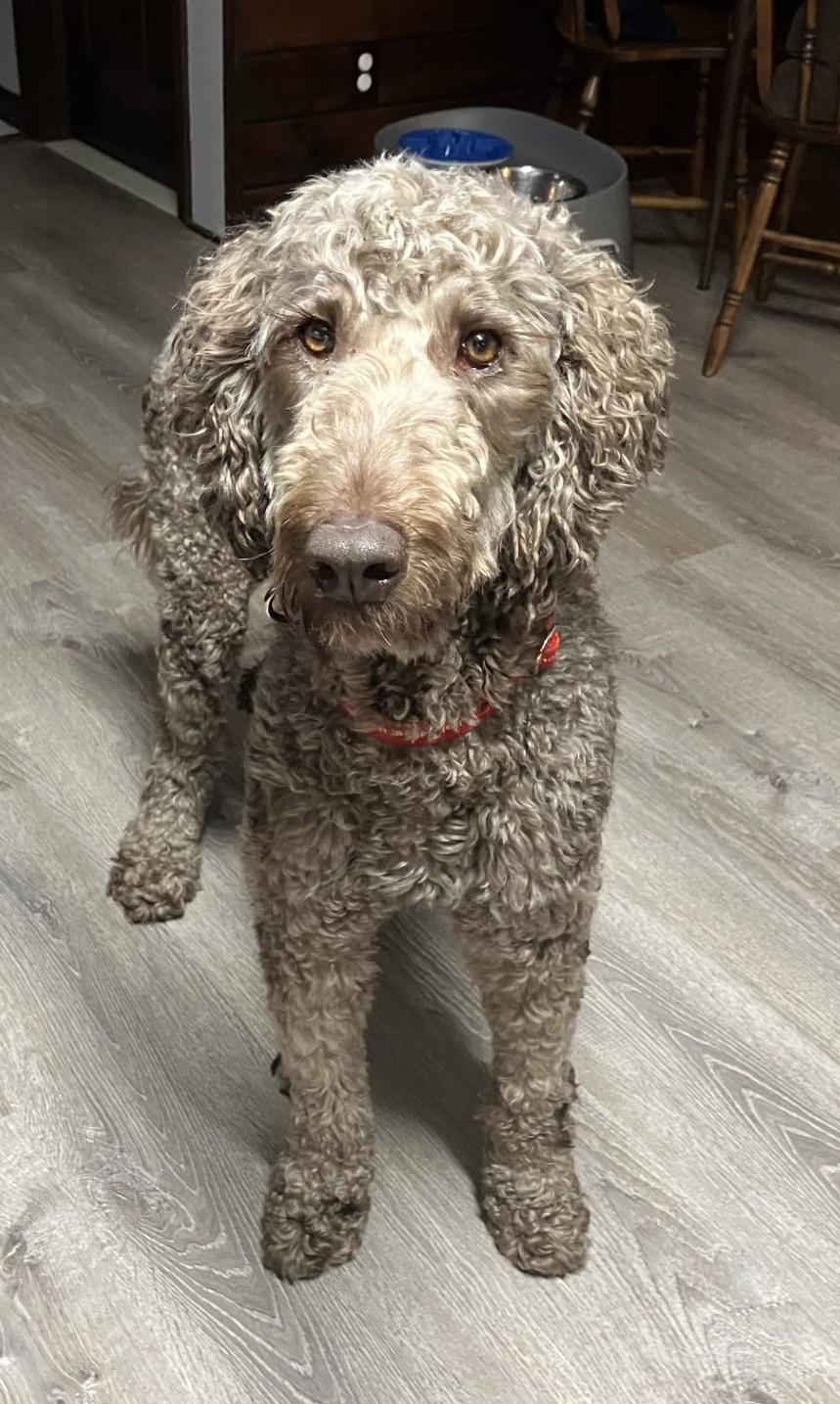 Winnie #9, a ADOPTABLE mixed breed in Killingworth, CT image 4/5