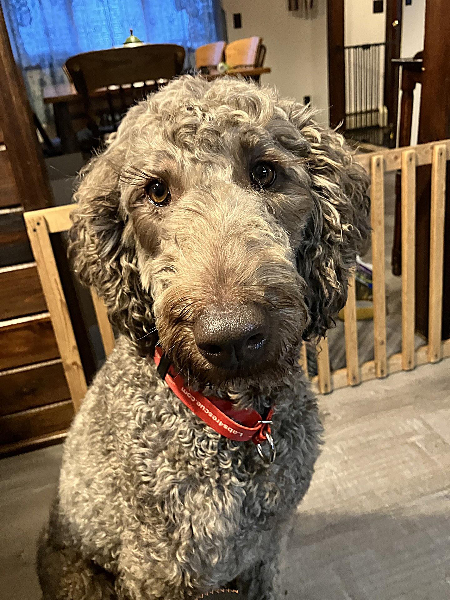 Winnie #9, a ADOPTABLE mixed breed in Killingworth, CT image 5/5