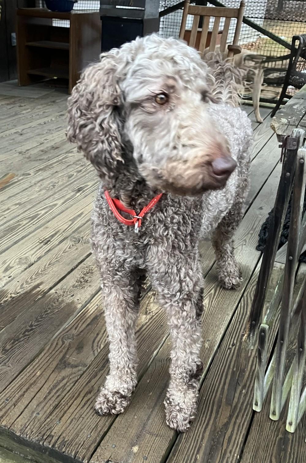 Winnie #9, a ADOPTABLE mixed breed in Killingworth, CT image 3/5