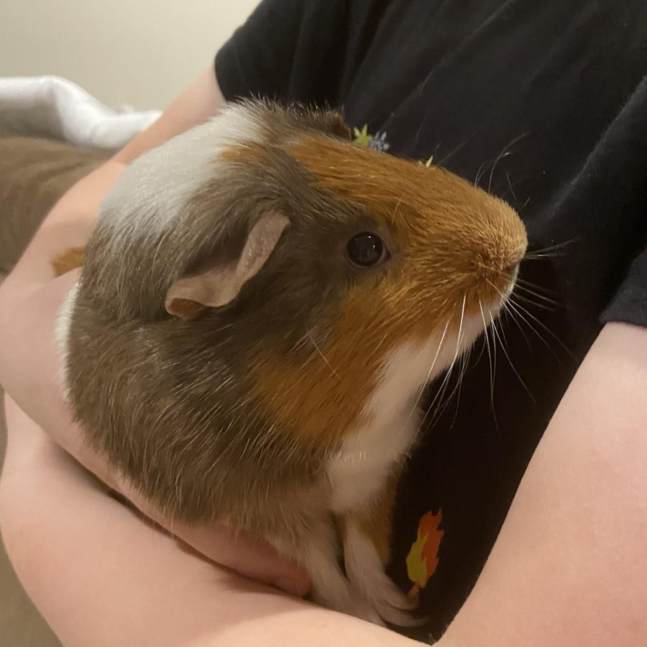Chocolate Courtesy Listed, ADOPTABLE, Young Male Guinea Pig.