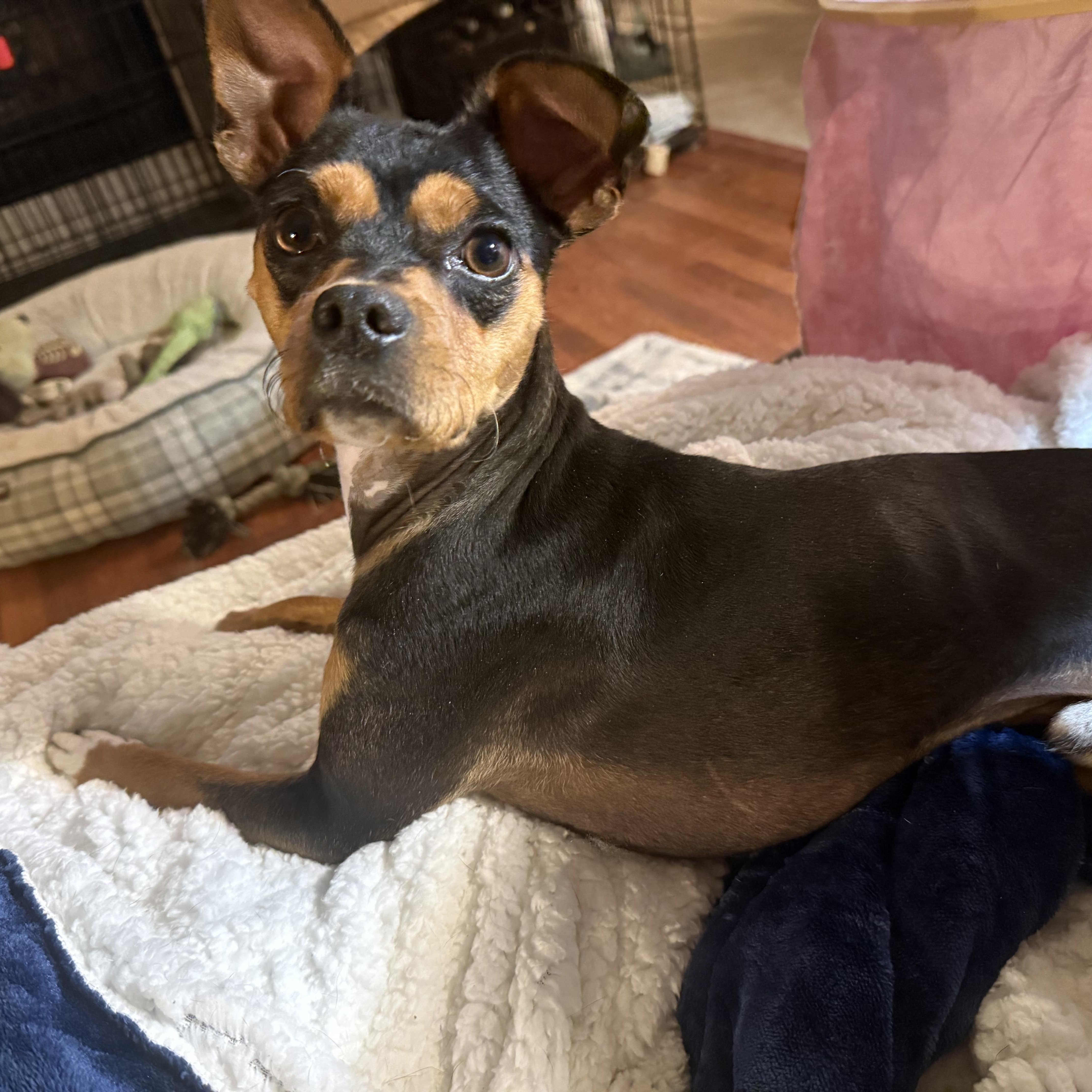 Enlarge Cooper, an adopted mixed breed in Williston, VT image 1/2