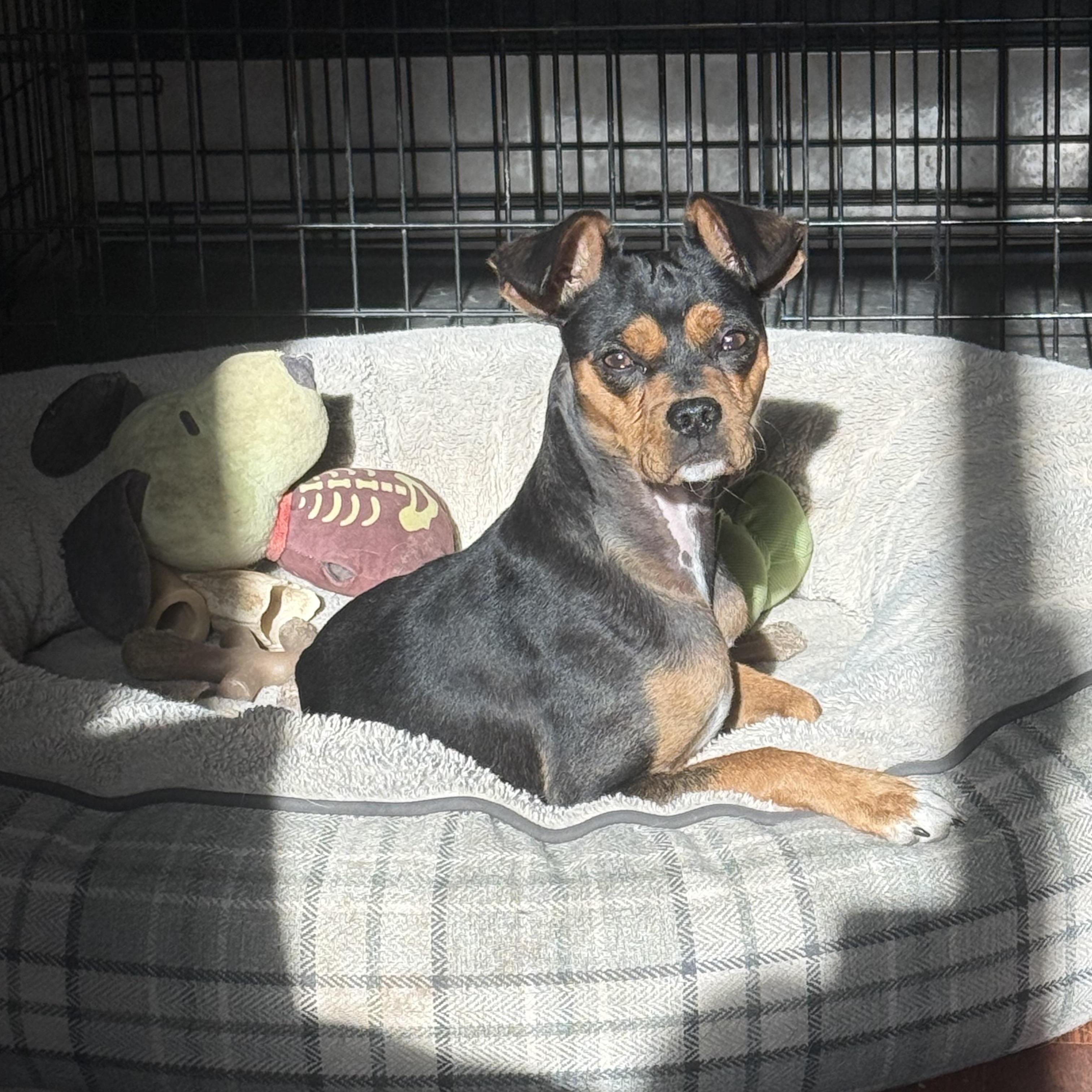 Enlarge Cooper, an adopted mixed breed in Williston, VT image 2/2