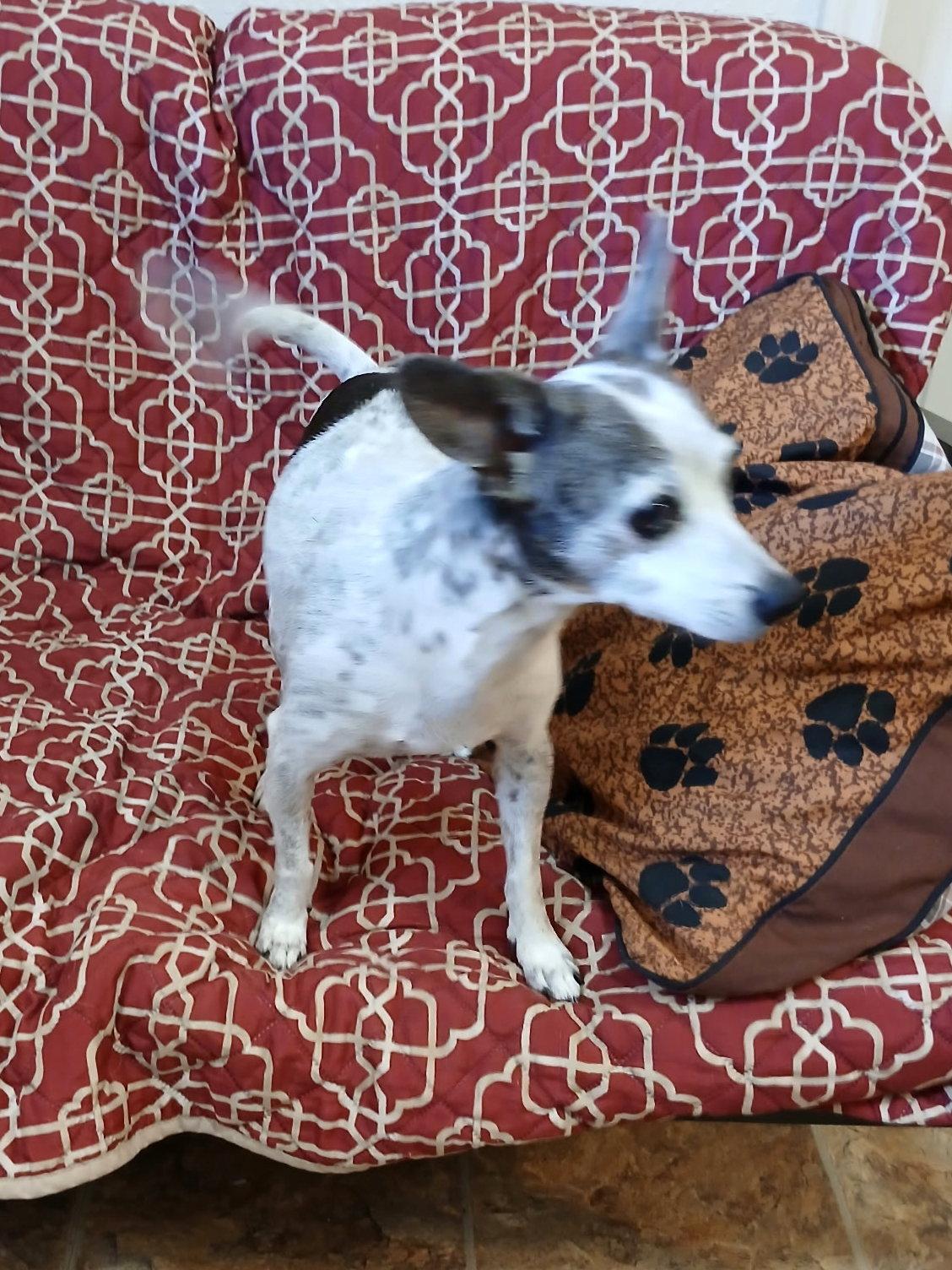 Enlarge Dottie, a Adoptable Chihuahua in Eastman, GA image 2/3