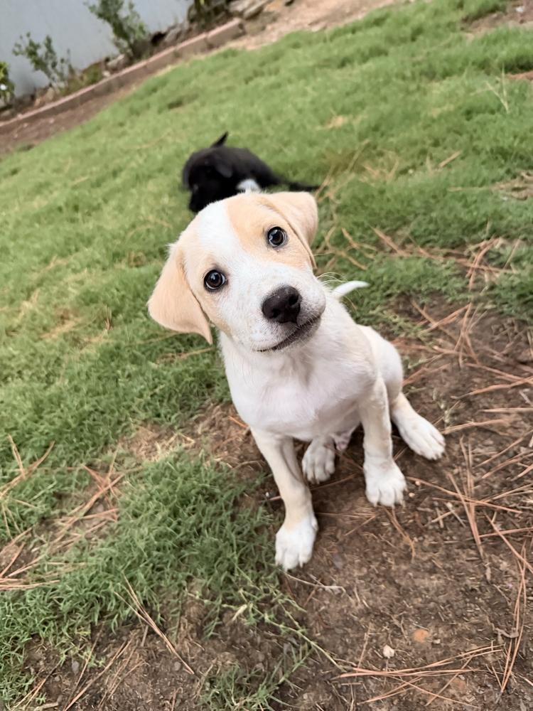 Mardi, Adoptable, Puppy Male Labrador Retriever & German Shepherd Dog.