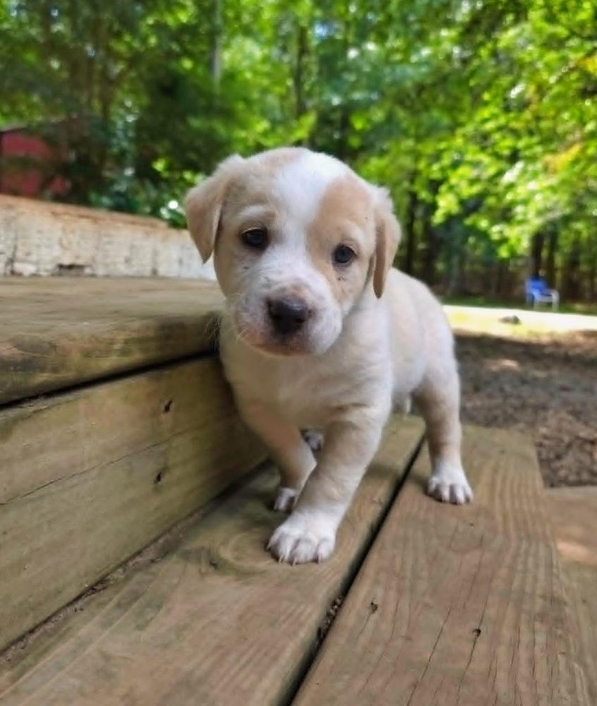 Mardi, a Adoptable mixed breed in Wake Forest, NC image 2/4