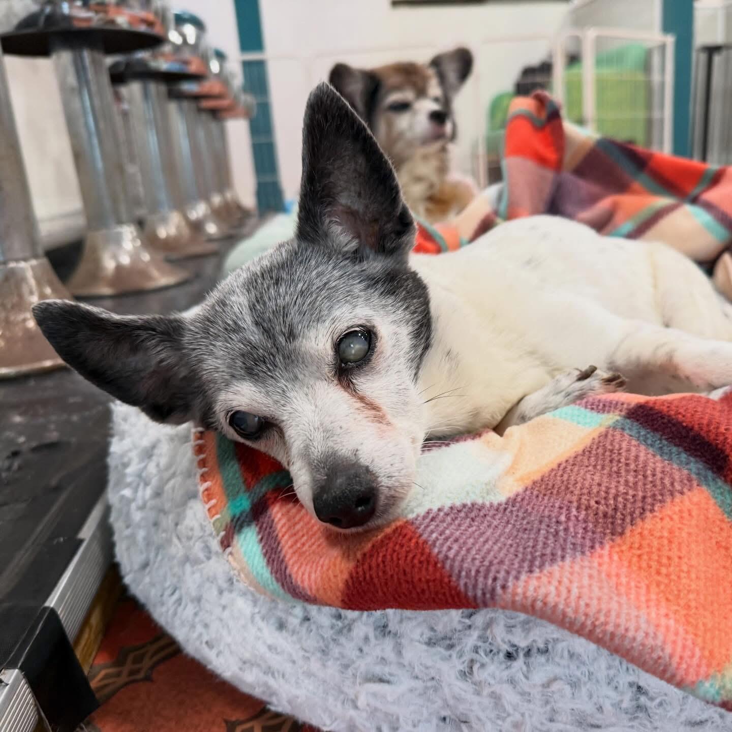 Enlarge Sophie, a ADOPTABLE Rat Terrier in Foster, RI image 3/6