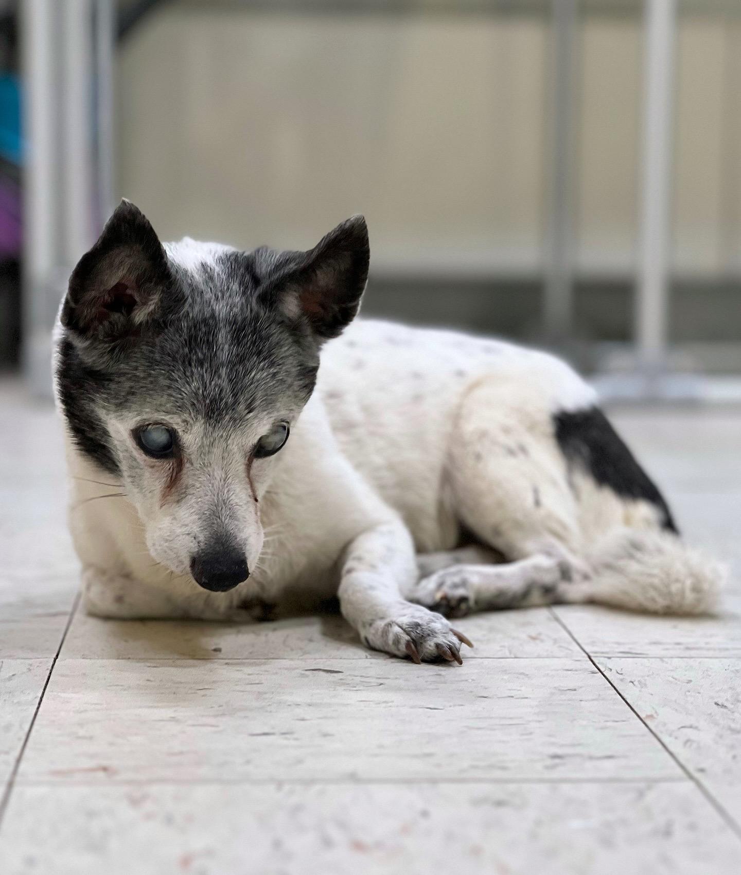 Enlarge Sophie, a ADOPTABLE Rat Terrier in Foster, RI image 6/6