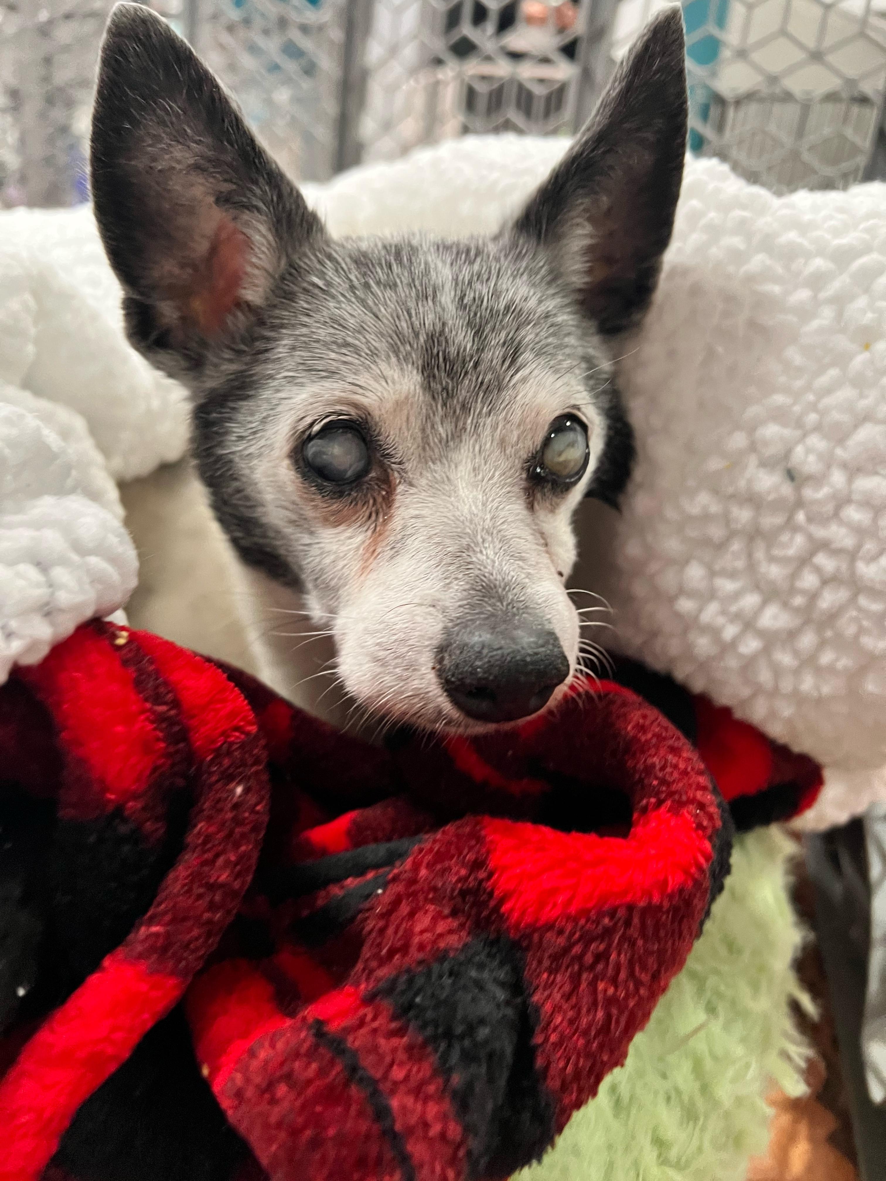 Sophie, ADOPTABLE, Senior Female Rat Terrier.