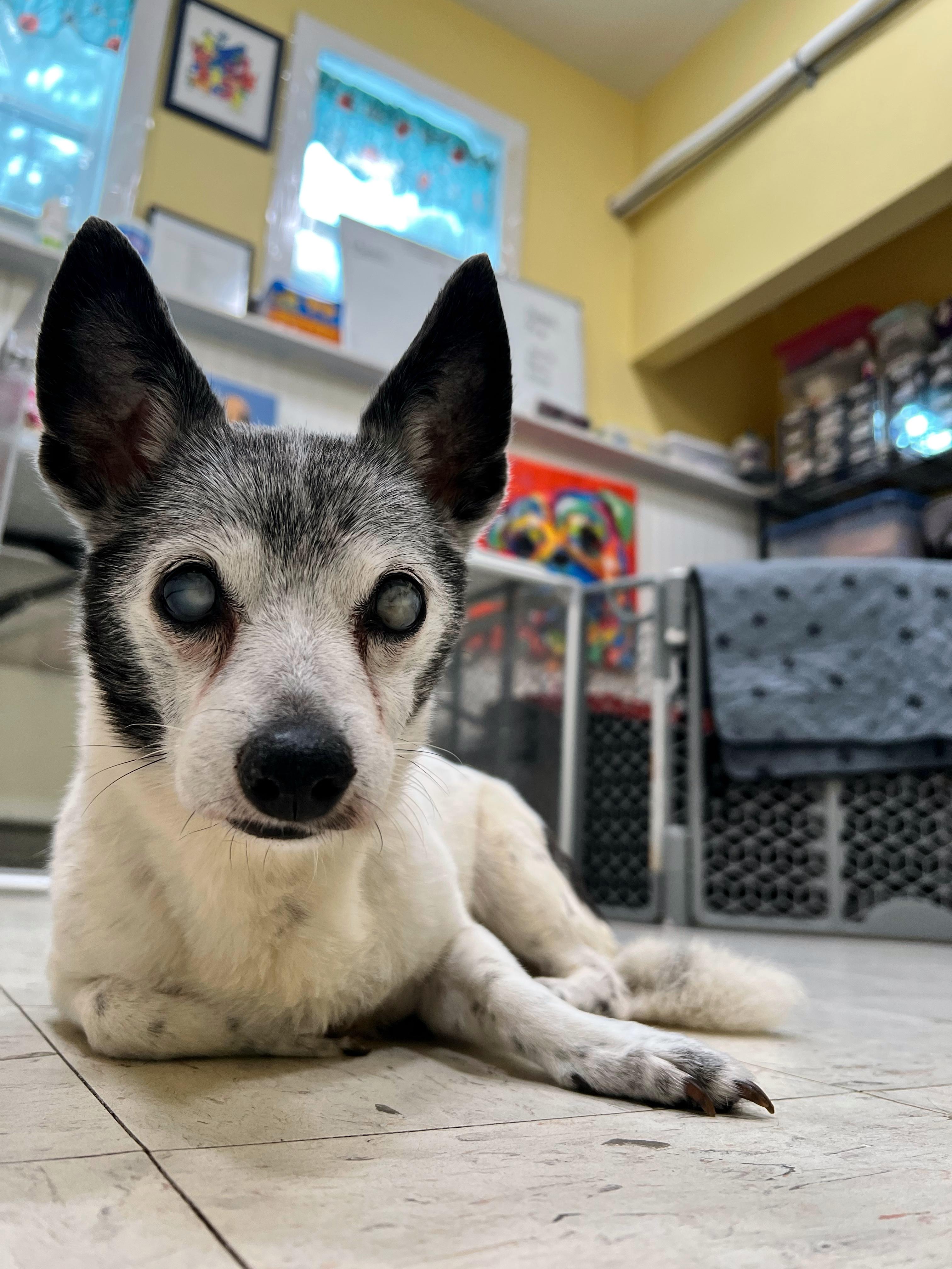 Enlarge Sophie, a ADOPTABLE Rat Terrier in Foster, RI image 2/6