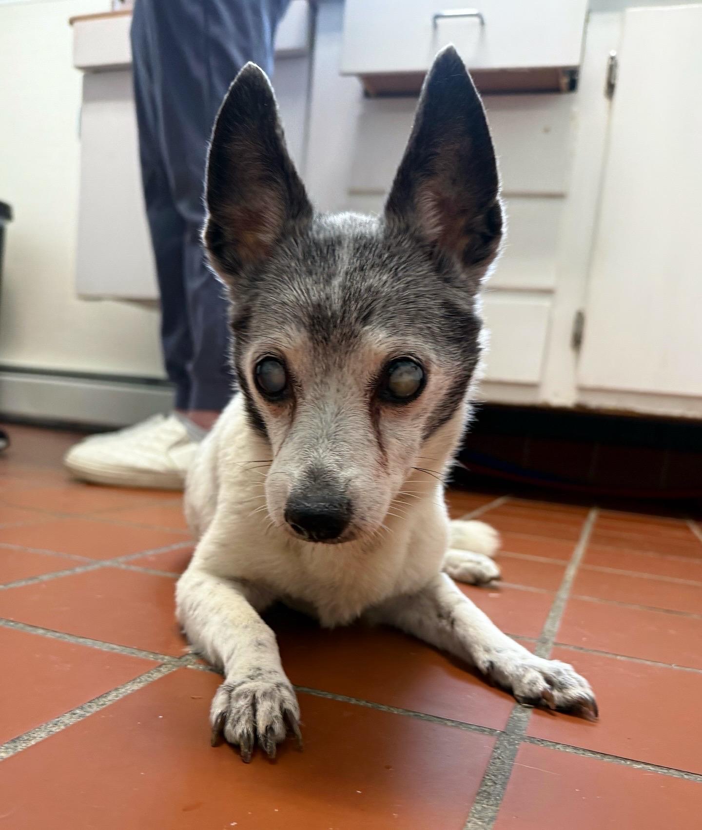 Enlarge Sophie, a ADOPTABLE Rat Terrier in Foster, RI image 4/6