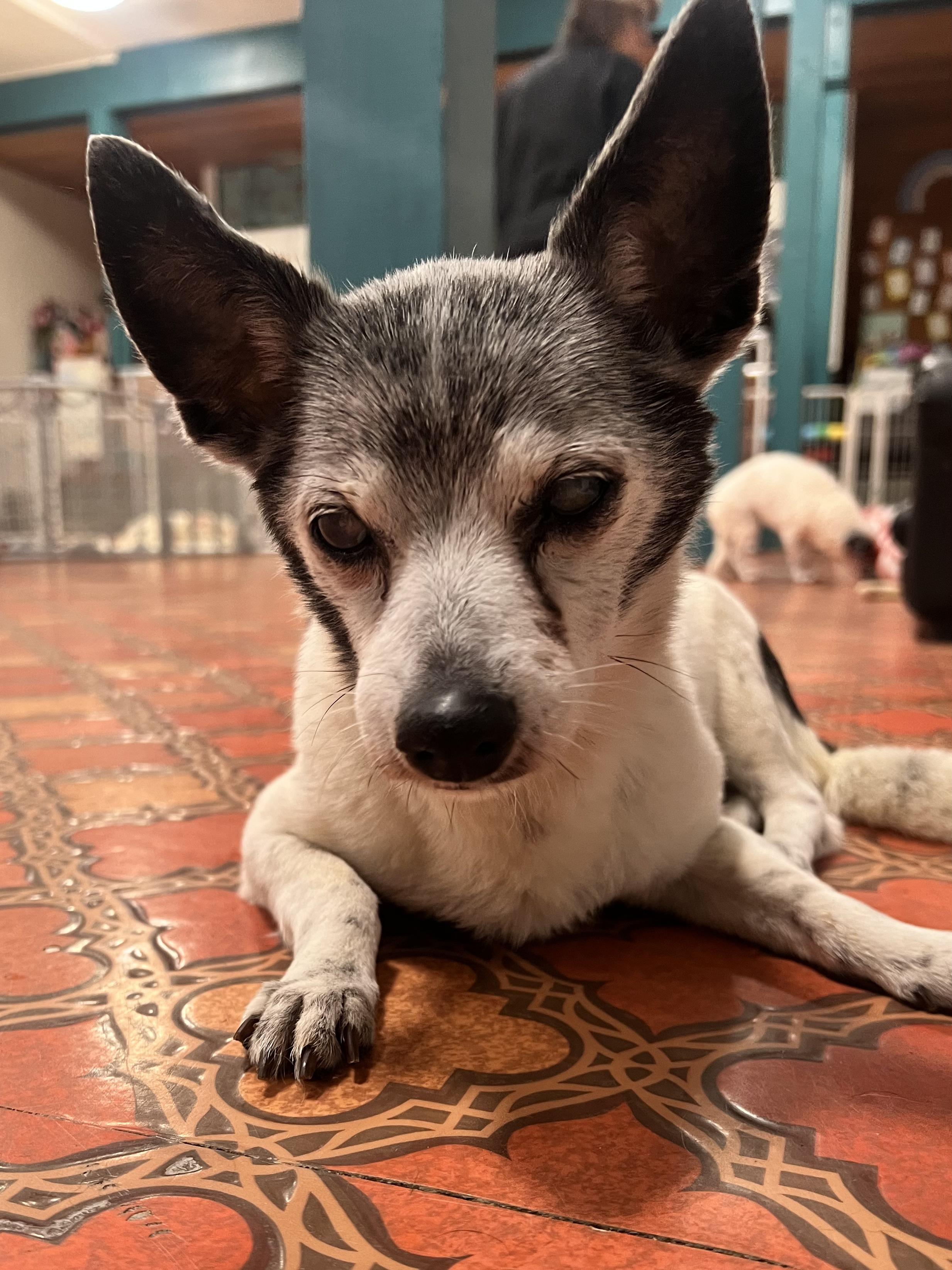 Enlarge Sophie, a ADOPTABLE Rat Terrier in Foster, RI image 5/6