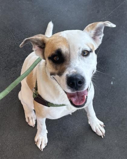 Angel, Adoptable, Adult Female Mixed Breed & Mixed Breed.