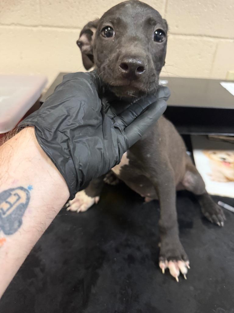 Bogie, Adoptable, Young Male Mixed Breed.