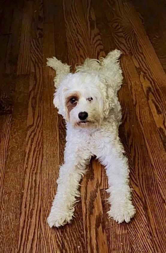 Willa. ADOPTED, an adopted Cavapoo in Union Grove, WI image 1/2