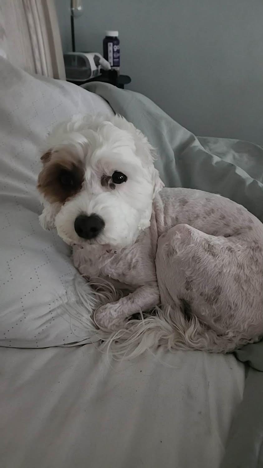 Willa. ADOPTED, an adopted Cavapoo in Union Grove, WI image 2/2