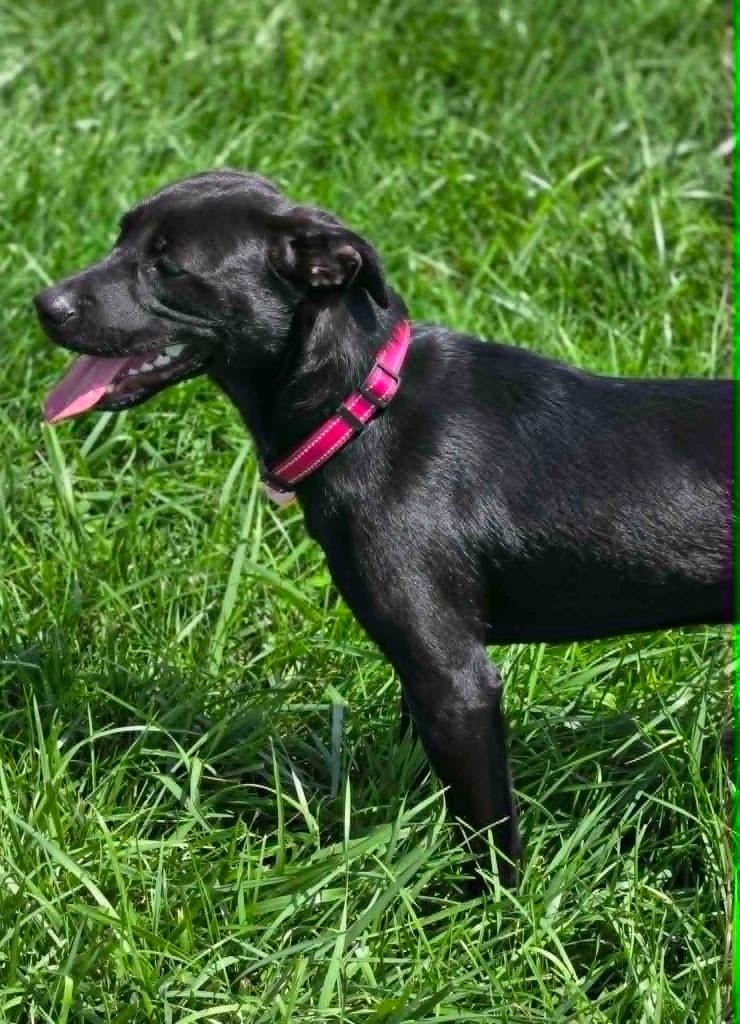 BAYLEE, Adoptable, Puppy Female Labrador Retriever.