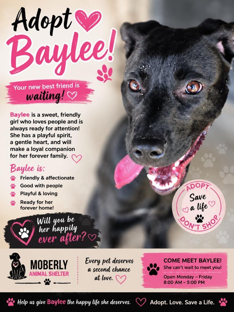 Enlarge BAYLEE, a Adoptable Labrador Retriever in Moberly, MO image 2/4