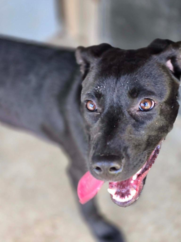 Enlarge BAYLEE, a Adoptable Labrador Retriever in Moberly, MO image 3/4