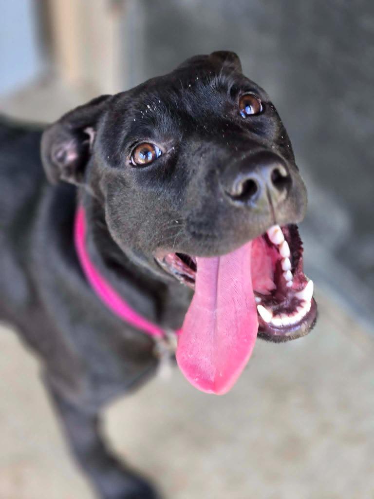 Enlarge BAYLEE, a Adoptable Labrador Retriever in Moberly, MO image 4/4