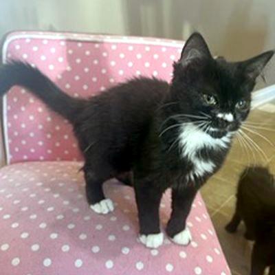 Enlarge Buttons, a ADOPTABLE Domestic Short Hair in Mississauga, ON image 3/6
