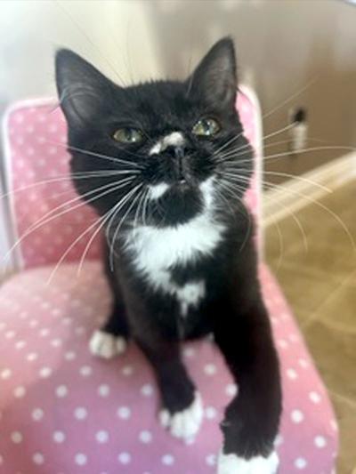 Enlarge Buttons, a ADOPTABLE Domestic Short Hair in Mississauga, ON image 2/6