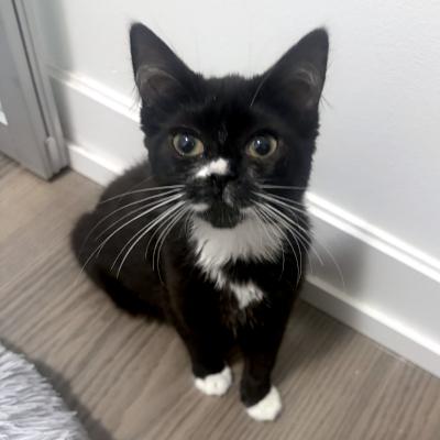 Enlarge Buttons, a ADOPTABLE Domestic Short Hair in Mississauga, ON image 1/6